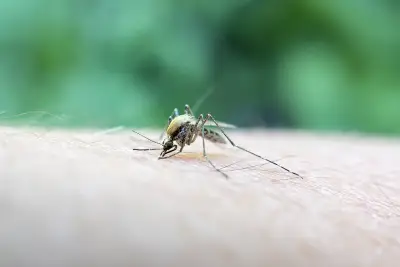 Mosquito-borne Chikungunya virus confirmed in NY: What to know