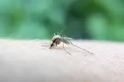 Mosquito-borne Chikungunya virus confirmed in NY: What to know