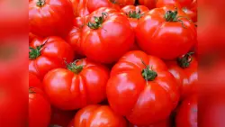 US imposes a 17% duty on fresh Mexican tomatoes in hopes of boosting domestic production